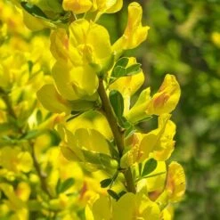Broom Cytisus 'Golden Tears' Standard -Garden Plants Sales 510938 2