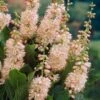 Summersweet Clethra Alnifolia 'Pink Spire' -Garden Plants Sales 510958