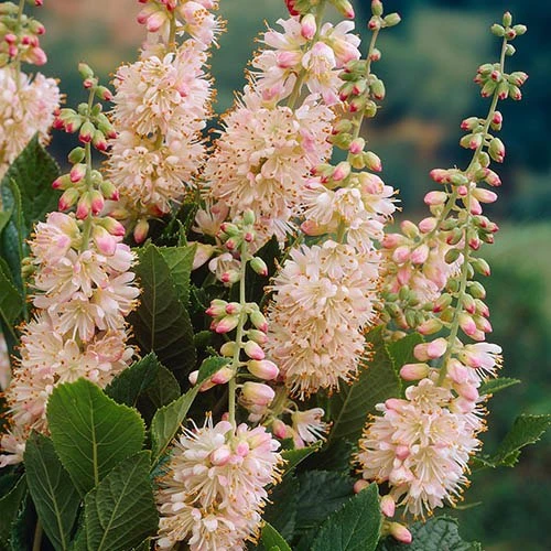 Summersweet Clethra Alnifolia 'Pink Spire' 3 Summersweet Clethra Alnifolia 'Pink Spire'