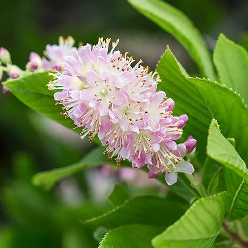 Summersweet Clethra Alnifolia 'Pink Spire' 4 Summersweet Clethra Alnifolia 'Pink Spire' - Image 2