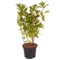 Summersweet Clethra Alnifolia 'Pink Spire' 7 Summersweet Clethra Alnifolia 'Pink Spire' -Garden Plants Sales 510958 2