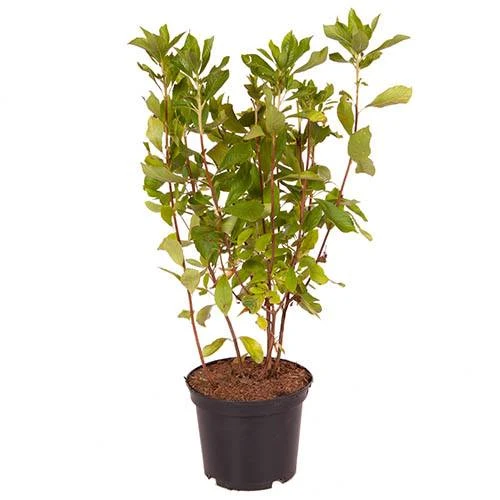 Summersweet Clethra Alnifolia 'Pink Spire' 5 Summersweet Clethra Alnifolia 'Pink Spire' - Image 3