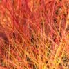 Cornus Sanguinea 'Anny's Winter Orange' -Garden Plants Sales 510959