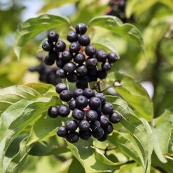 Cornus Sanguinea 'Anny's Winter Orange' -Garden Plants Sales 510959 2