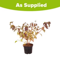 Cornus Sanguinea 'Anny's Winter Orange' -Garden Plants Sales 510959 3