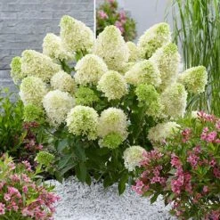 Hydrangea Paniculata 'Skyfall' 10 Hydrangea Paniculata 'Skyfall' -Garden Plants Sales 510964 2