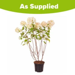 Hydrangea Paniculata 'Skyfall' 13 Hydrangea Paniculata 'Skyfall' -Garden Plants Sales 510964 5