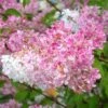Hydrangea Paniculata 'Vanille Fraise' -Garden Plants Sales 510965