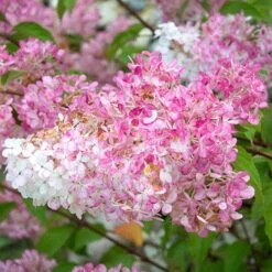 Hydrangea Paniculata 'Vanille Fraise' -Garden Plants Sales 510965 2