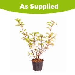 Hydrangea Paniculata 'Vanille Fraise' -Garden Plants Sales 510965 3