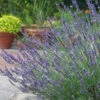 Lavender Lavandula Intermedia 'Phenomenal' -Garden Plants Sales 510967