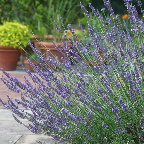 Lavender Lavandula Intermedia 'Phenomenal' 3 Lavender Lavandula Intermedia 'Phenomenal'