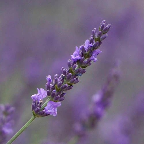 Lavender Lavandula Intermedia 'Phenomenal' 4 Lavender Lavandula Intermedia 'Phenomenal' - Image 2