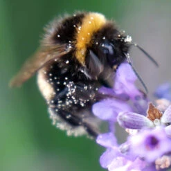Lavender Lavandula Intermedia 'Phenomenal' 13 Lavender Lavandula Intermedia 'Phenomenal' -Garden Plants Sales 510967 2