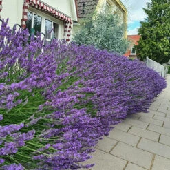 Lavender Lavandula Intermedia 'Phenomenal' 14 Lavender Lavandula Intermedia 'Phenomenal' -Garden Plants Sales 510967 3