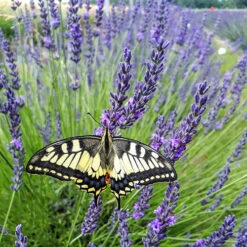 Lavender Lavandula Intermedia 'Phenomenal' 15 Lavender Lavandula Intermedia 'Phenomenal' -Garden Plants Sales 510967 4