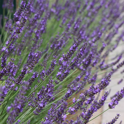 Lavender Lavandula Intermedia 'Phenomenal' 9 Lavender Lavandula Intermedia 'Phenomenal' - Image 7
