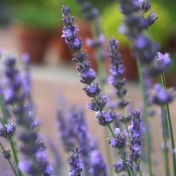 Lavender Lavandula Intermedia 'Phenomenal' 18 Lavender Lavandula Intermedia 'Phenomenal' -Garden Plants Sales 510967 7