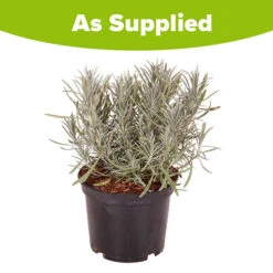Lavender Lavandula Intermedia 'Phenomenal' 19 Lavender Lavandula Intermedia 'Phenomenal' -Garden Plants Sales 510967 8