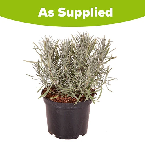 Lavender Lavandula Intermedia 'Phenomenal' 11 Lavender Lavandula Intermedia 'Phenomenal' - Image 9