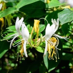 Honeysuckle Lonicera 'Honey Baby'