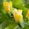 Magnolia ? Brooklynensis 'Yellow Bird' 2 Magnolia ? Brooklynensis 'Yellow Bird' -Garden Plants Sales 510969