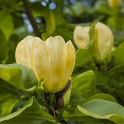 Magnolia ? Brooklynensis 'Yellow Bird' -Garden Plants Sales 510969 1