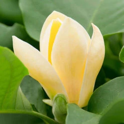 Magnolia ? Brooklynensis 'Yellow Bird' -Garden Plants Sales 510969 2