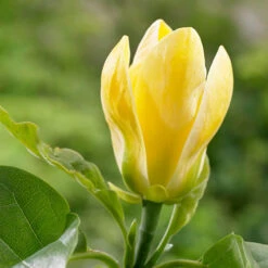 Magnolia ? Brooklynensis 'Yellow Bird' -Garden Plants Sales 510969 3