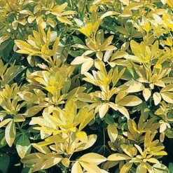 Choisya Ternata 'Sundance' 7 Choisya Ternata 'Sundance' -Garden Plants Sales 511001 2