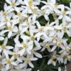 Choisya Dewitteana 'White Dazzler' -Garden Plants Sales 511002