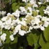 Viburnum Plicatum 'Kilimanjaro Sunrise' -Garden Plants Sales 511005