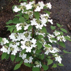 Viburnum Plicatum 'Kilimanjaro Sunrise' -Garden Plants Sales 511005 3
