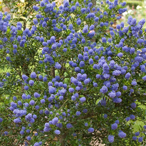 Ceanothus Thyrsiflorus 3 Ceanothus Thyrsiflorus