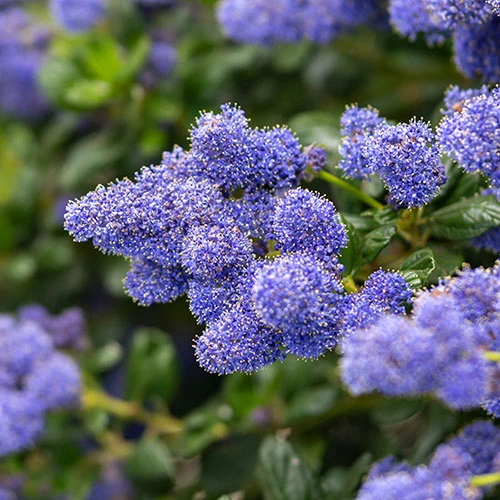 Ceanothus Thyrsiflorus 4 Ceanothus Thyrsiflorus - Image 2