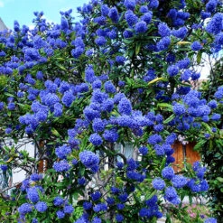 Ceanothus Thyrsiflorus 7 Ceanothus Thyrsiflorus -Garden Plants Sales 511039 2
