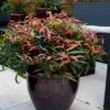 Leucothoe 'Burning Love' -Garden Plants Sales 511058