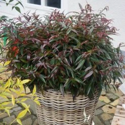 Leucothoe 'Burning Love' -Garden Plants Sales 511058 2
