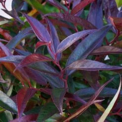 Leucothoe 'Burning Love' -Garden Plants Sales 511058 3