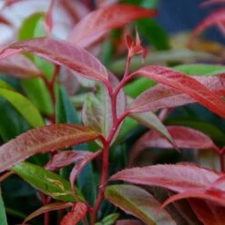 Leucothoe 'Burning Love' -Garden Plants Sales 511058 5