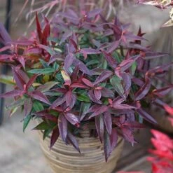 Leucothoe 'Burning Love' -Garden Plants Sales 511058 6