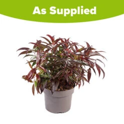 Leucothoe 'Burning Love' -Garden Plants Sales 511058 7