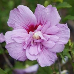 Hibiscus Lavender Chiffon? -Garden Plants Sales 511063 1