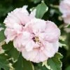Hibiscus 'Sugar Tip' -Garden Plants Sales 511073