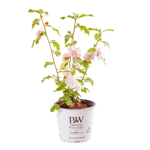 Hibiscus 'Sugar Tip' 4 Hibiscus 'Sugar Tip' - Image 2