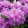 Rhododendron 'Marcel Menard' -Garden Plants Sales 511095