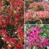 Pieris Collection -Garden Plants Sales 511126