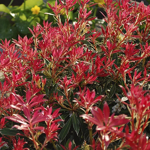 Pieris Collection 4 Pieris Collection - Image 2