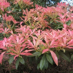 Pieris Collection 11 Pieris Collection -Garden Plants Sales 511126 2