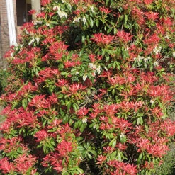 Pieris Collection 14 Pieris Collection -Garden Plants Sales 511126 5